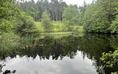 Eifelschleife Moorpfad – Naturerlebnis zwischen Moor und Wald