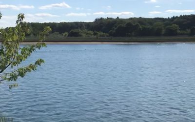 Badesee mit Hundestrand – entspannte Zeit am Freilinger See